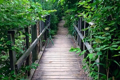 Nature Path - Pelee