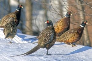 Pheasants in the winter