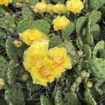 Prickly Pear Cactus